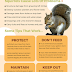  Squirrel Control Infographic Guide From Catch-it