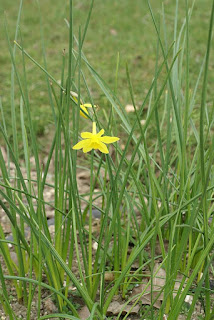 Jonquille odorante - Narcissus x odorus - Narcisse