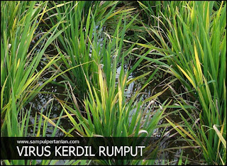 Tips memutus siklus penyebaran virus kerdil rumput pada tanaman padi