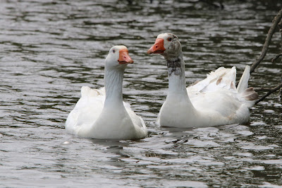 Parkgans - Goes - Anser anser forma domestica