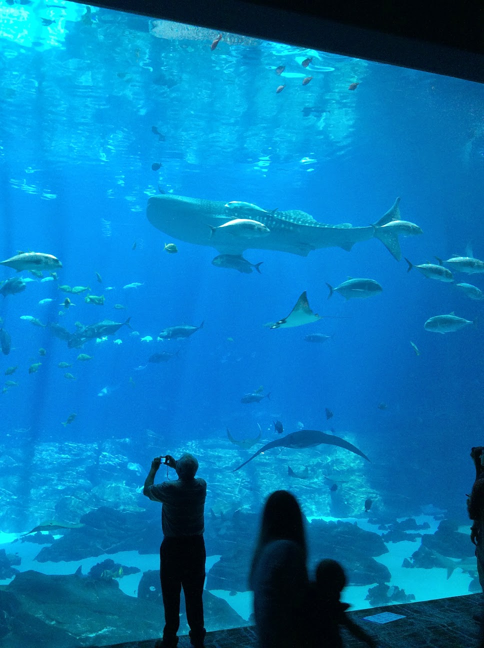 スタンプカードが好きなんですっ じっくりとジンベイザメの4匹の姿を楽しめる巨大水槽 アトランタ ジョージア水族館 Georgia Aquarium を管理人がもう一度訪れたいと考える最大の理由