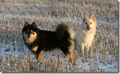 Indy og Asca