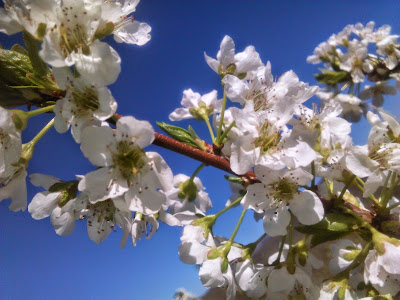 flores de ciruelo