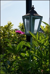 tuin 5