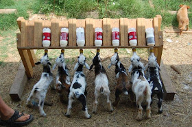 Multiple Goat Kid Feeder