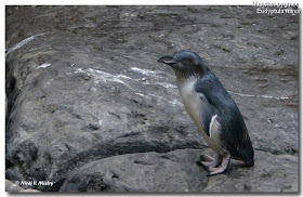 sphenisciformes pinguino pequeño Eudyptula minor