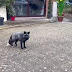 Rare black fox spotted roaming the streets