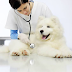 How Often Should I Take My Dog To The Vet?