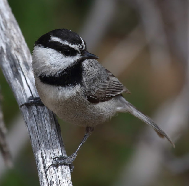 Mountain Chickadee