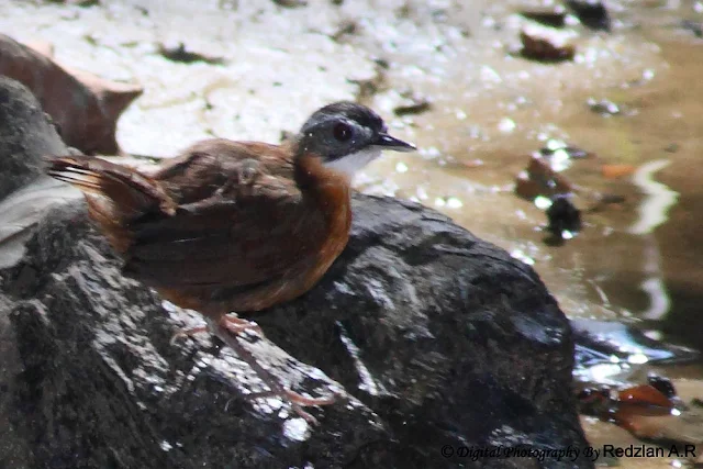 Black-capped Babbler (Pellorneum capistratum)