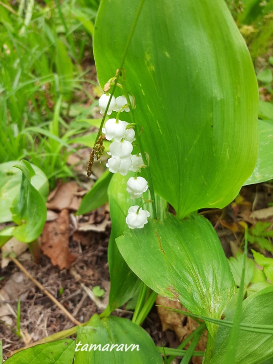 Ландыш Кейзке / Ландыш маньчжурский (Convallaria keiskei)