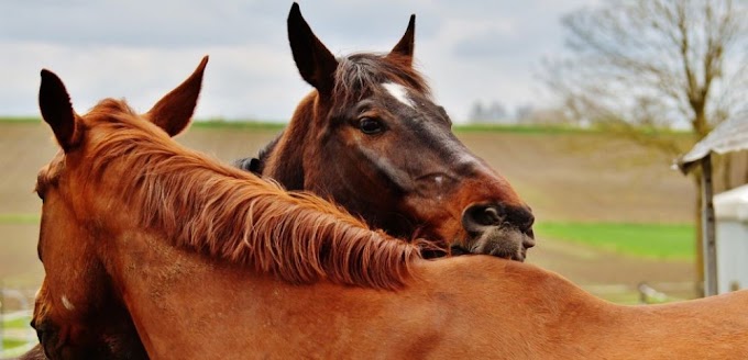 My Horse Loses Weight: what to do? | The Royal Horses