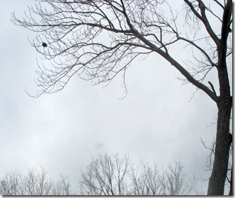Barren tree