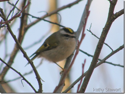 Gold Crowned Kinglet