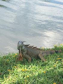 big iguana