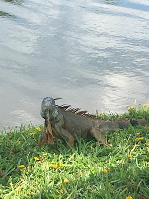 big iguana