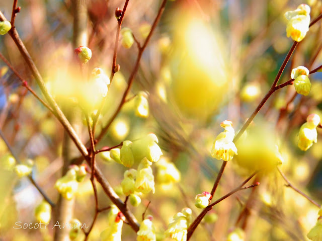 Corylopsis pauciflora