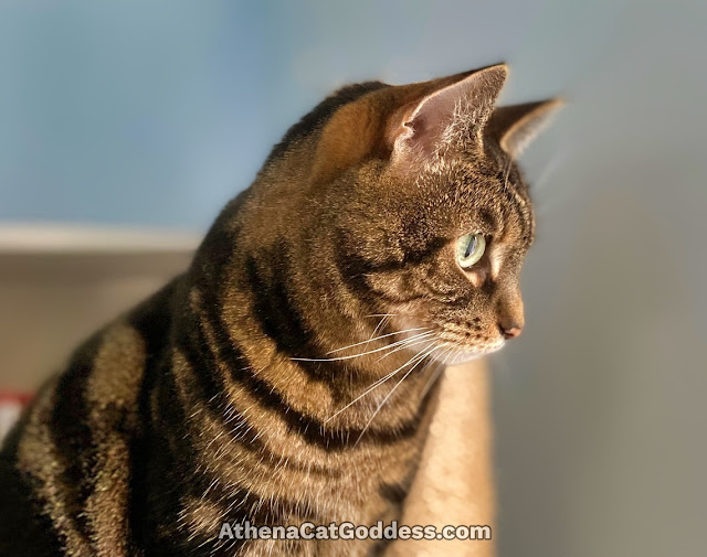 Tabby cat staring out of window side profile