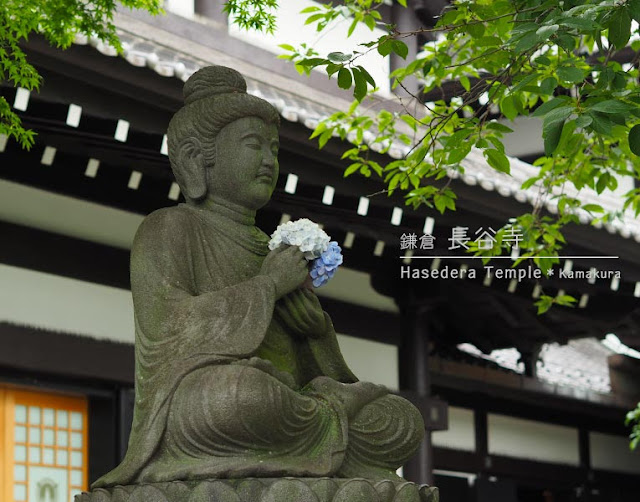 鎌倉 長谷寺のあじさい路