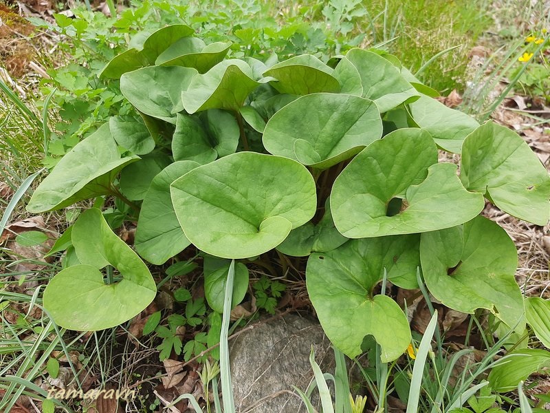 Копытень Зибольда (Asarum sieboldii)