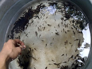 Cara memisahkan burayak ikan cupang agar lebih sehat 