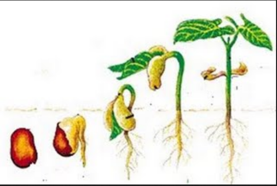 Faktor-Faktor Yang Mempengaruhi Pertumbuhan dan Perkembangan Tumbuhan 