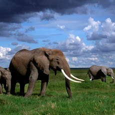 gambar gajah, foto gajah