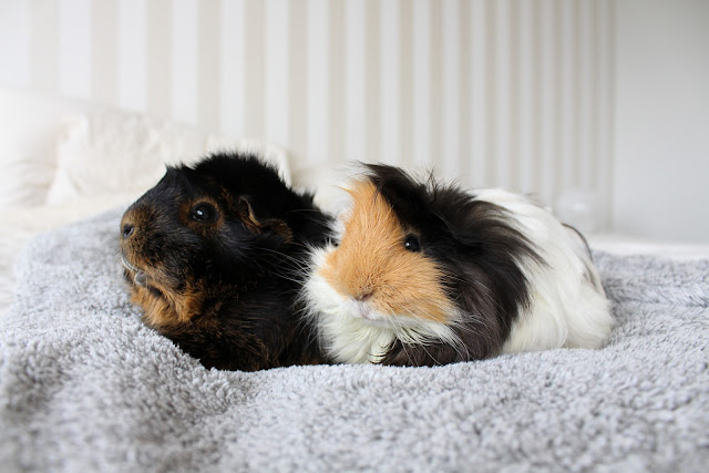 cute guinea pigs