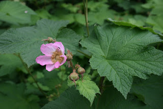 Rubus odoratus