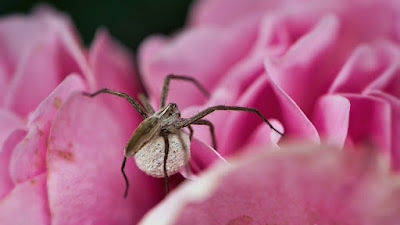 Camel spider facts and information