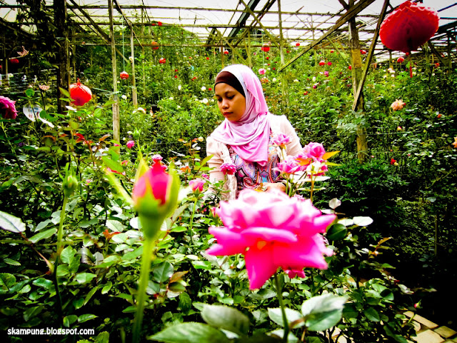 cameron highland