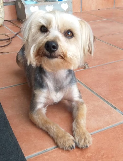 Spice female Yorkie laying on tiled floor