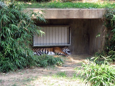 78 tiger