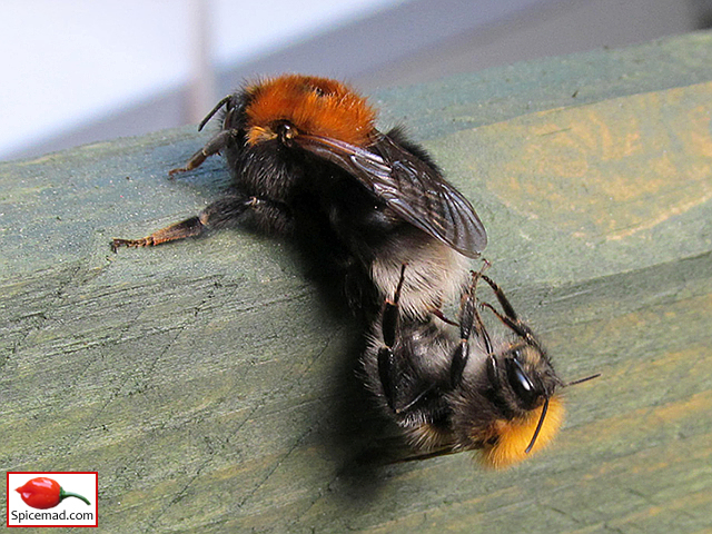 Bumble Bees Mating - 10th June 2021