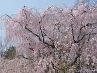 西側の「八重紅しだれ桜」