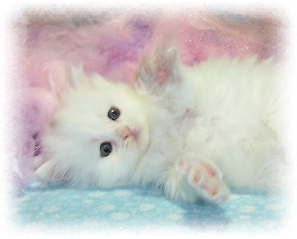 Pictures Of White Kittens With Blue Eyes Pictures Of Animals 16