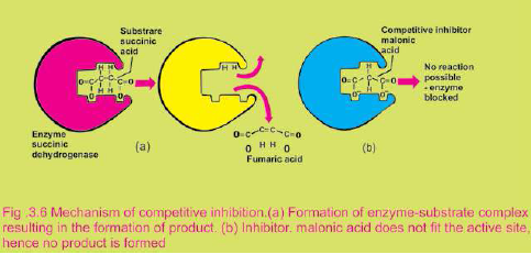 FSc Biology Part 1 XI 11th Chapter 3 Enzymes Notes Long Questions