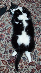 cat relax 26.02.2009