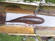 Misteri ikan dalam longkang belakang rumah ... 