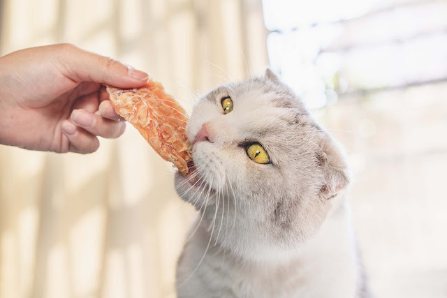 can cats be feed with squid