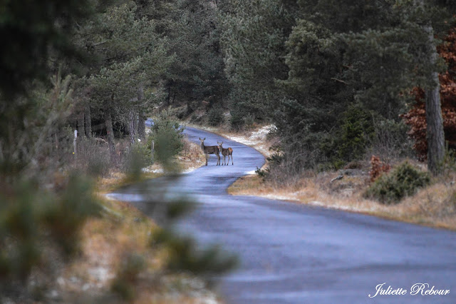 Biche et son faon dans les forêts d'Auvergne