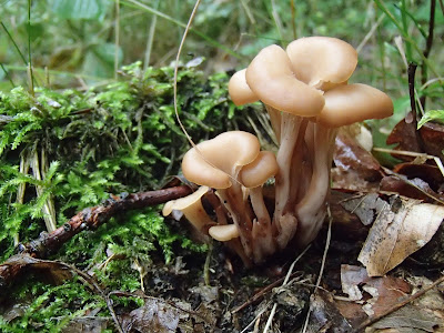 Lentinellus cochleatus twardówka anyżkowa