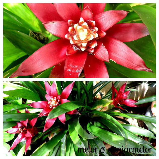 bromeliad