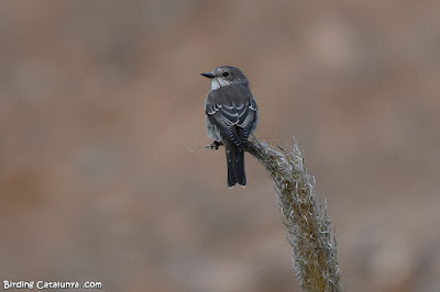 Papamosques gris (Muscicapa striata)