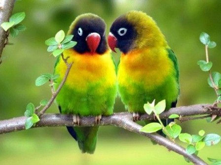 Free Desktop Wallpapers on Free Birds Desktop Wallpapers Beautiful Birds Desktop Pictures Photos