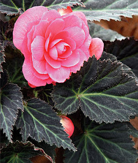 Begonia