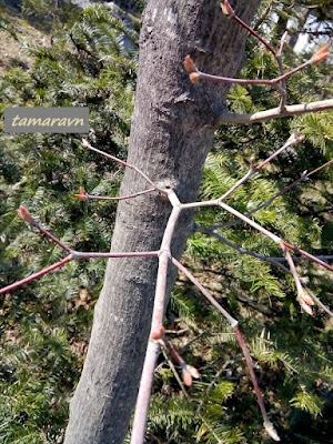 Клён ложнозибольдов (Acer pseudosieboldianum)