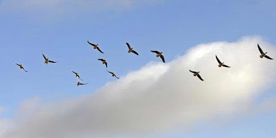 burung migrasi