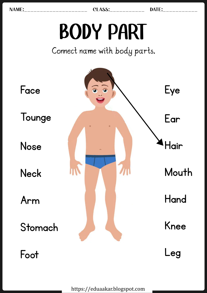 Body Parts worksheets for preschool