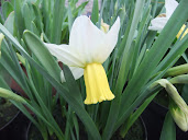 Daffodil 3